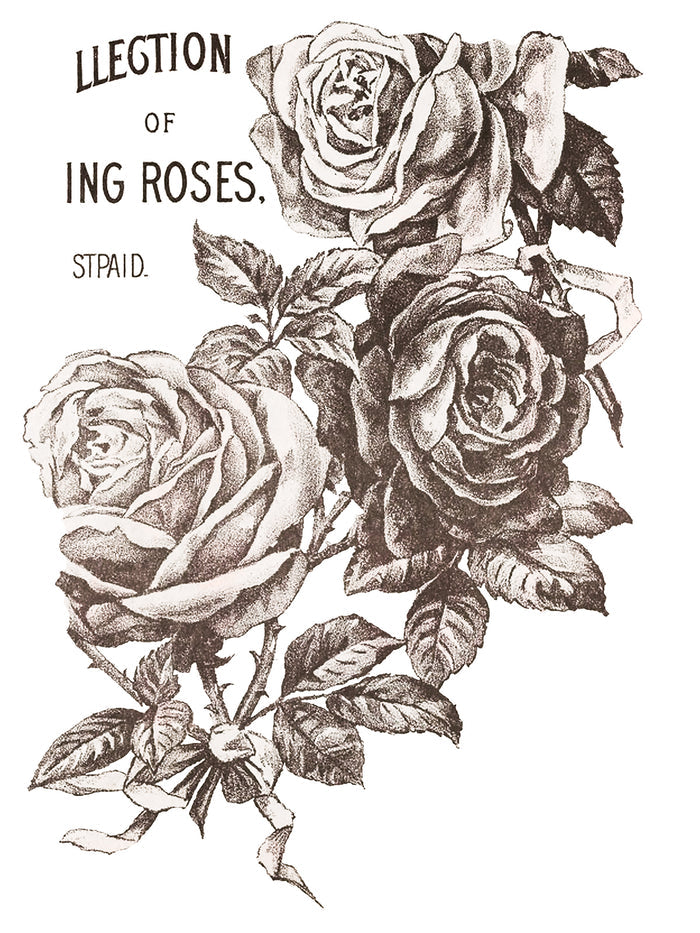 RETIRED May’s Roses IOD Transfer 12×16