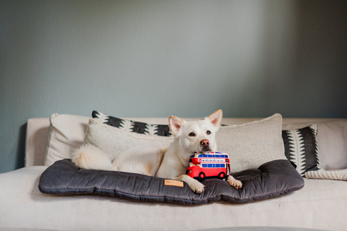 P.L.A.Y. Canine Commute Lickety-Split Bus - white dog laying on couch with head propped up on roof of the bus toy deep in thought about playtime