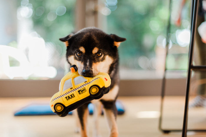 P.L.A.Y. Canine Commute New Yap City Taxi - with little black and brown dog holding it in mouth staring at the camera