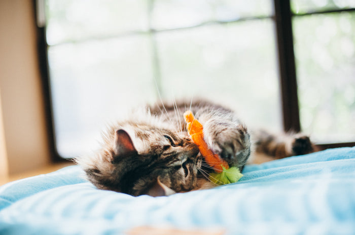 P.L.A.Y. Feline Frenzy Farm to Tabby Toy Set - fluffy cat playing with carrot toy on its back on a blue Chill Pad in the window sill