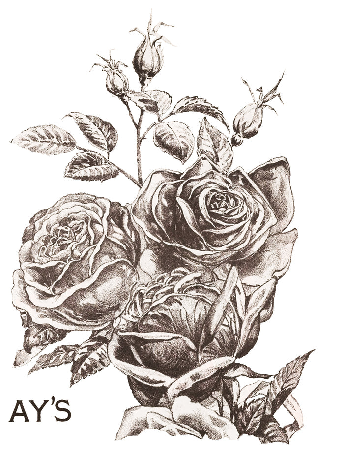 RETIRED May’s Roses IOD Transfer 12×16