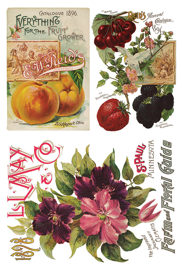 Seed Catalog  IOD Transfer 8×12