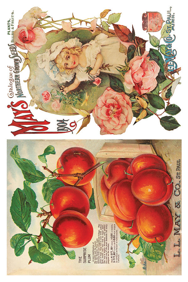 Seed Catalog  IOD Transfer 8×12