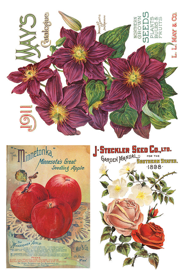 Seed Catalog  IOD Transfer 8×12