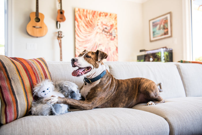 P.L.A.Y.'s Willow's Mythical Bettie the Yeti Toy - big dog laying on couch with Yeti in their front paws and smile on their face